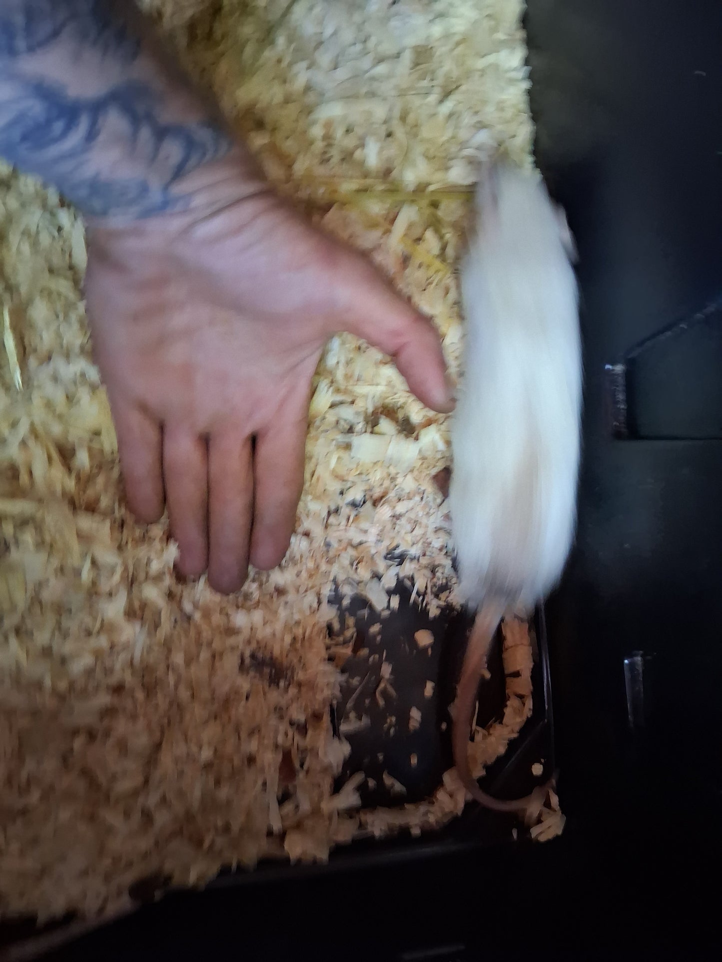 Live xl rat