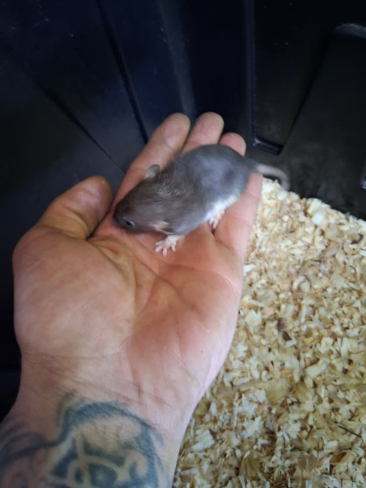 Live rat pup